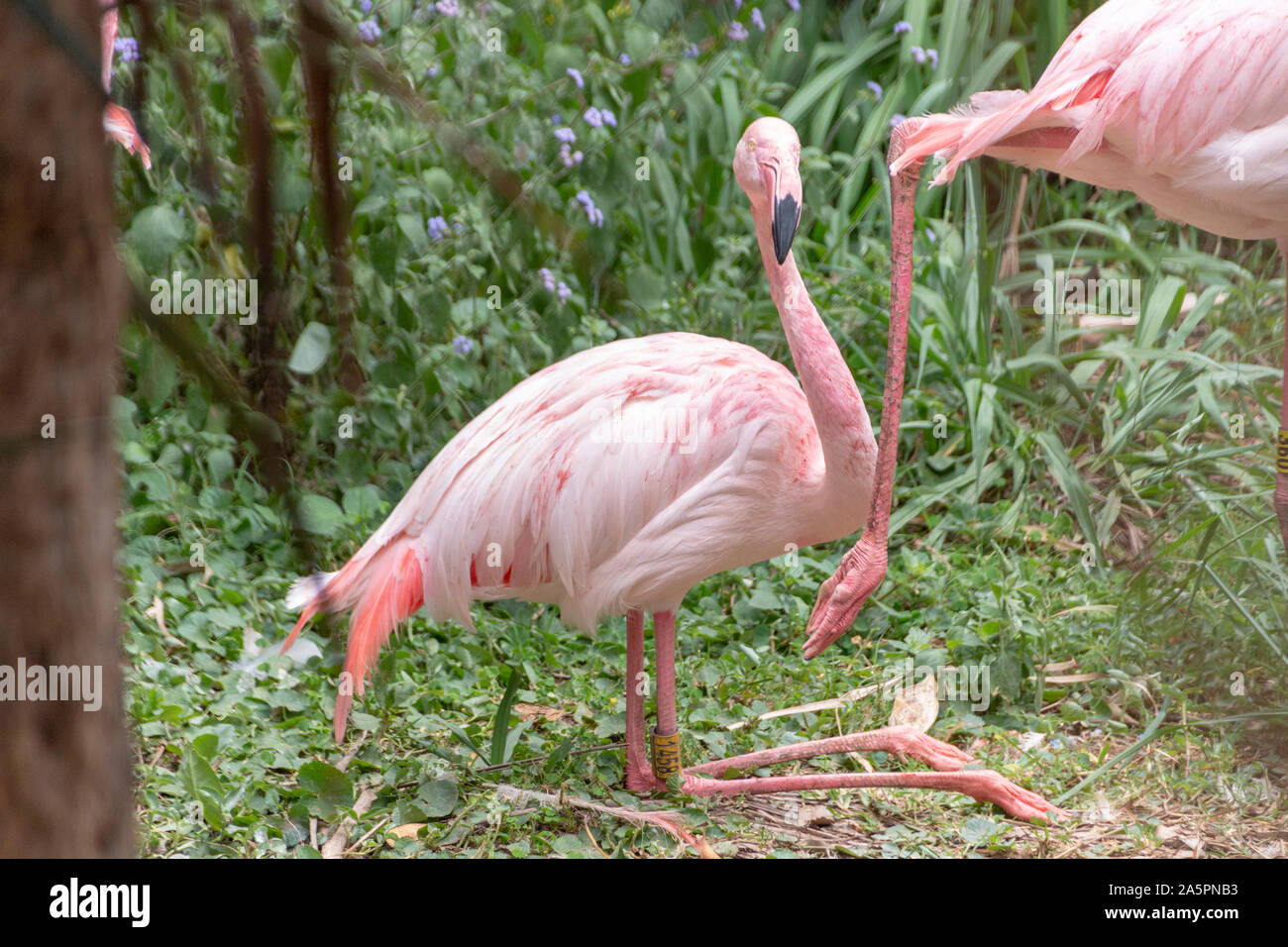 A close up view of a flamingo sitting on his hanches Stock Photo - Alamy