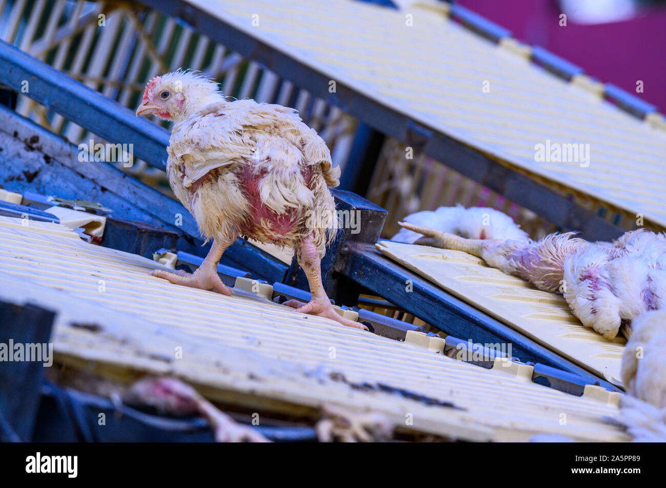 Neustadt Glewe, Germany. 07th Oct, 2019. A chicken stands on a