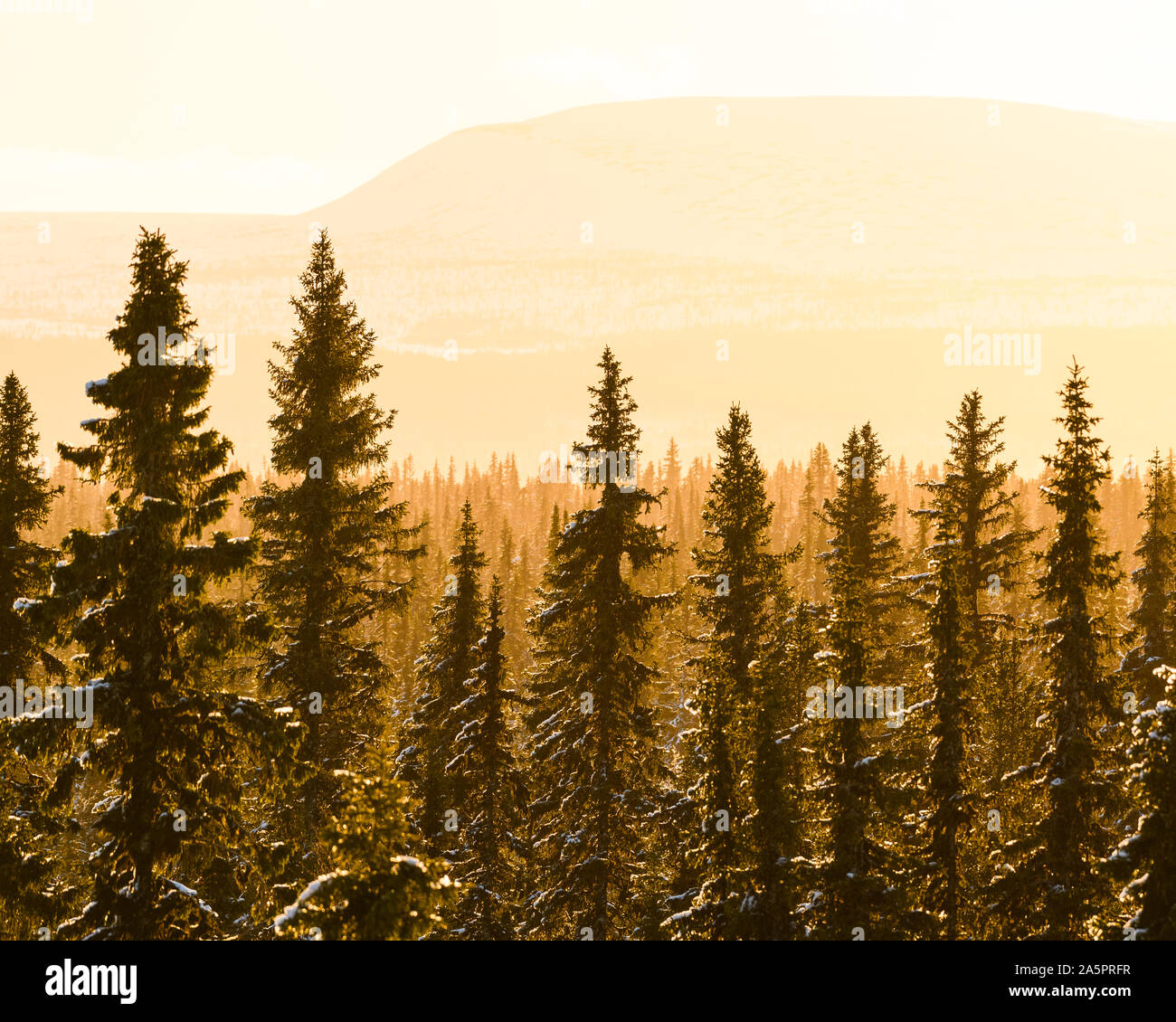 The forest in winter at sunset hi-res stock photography and images - Alamy