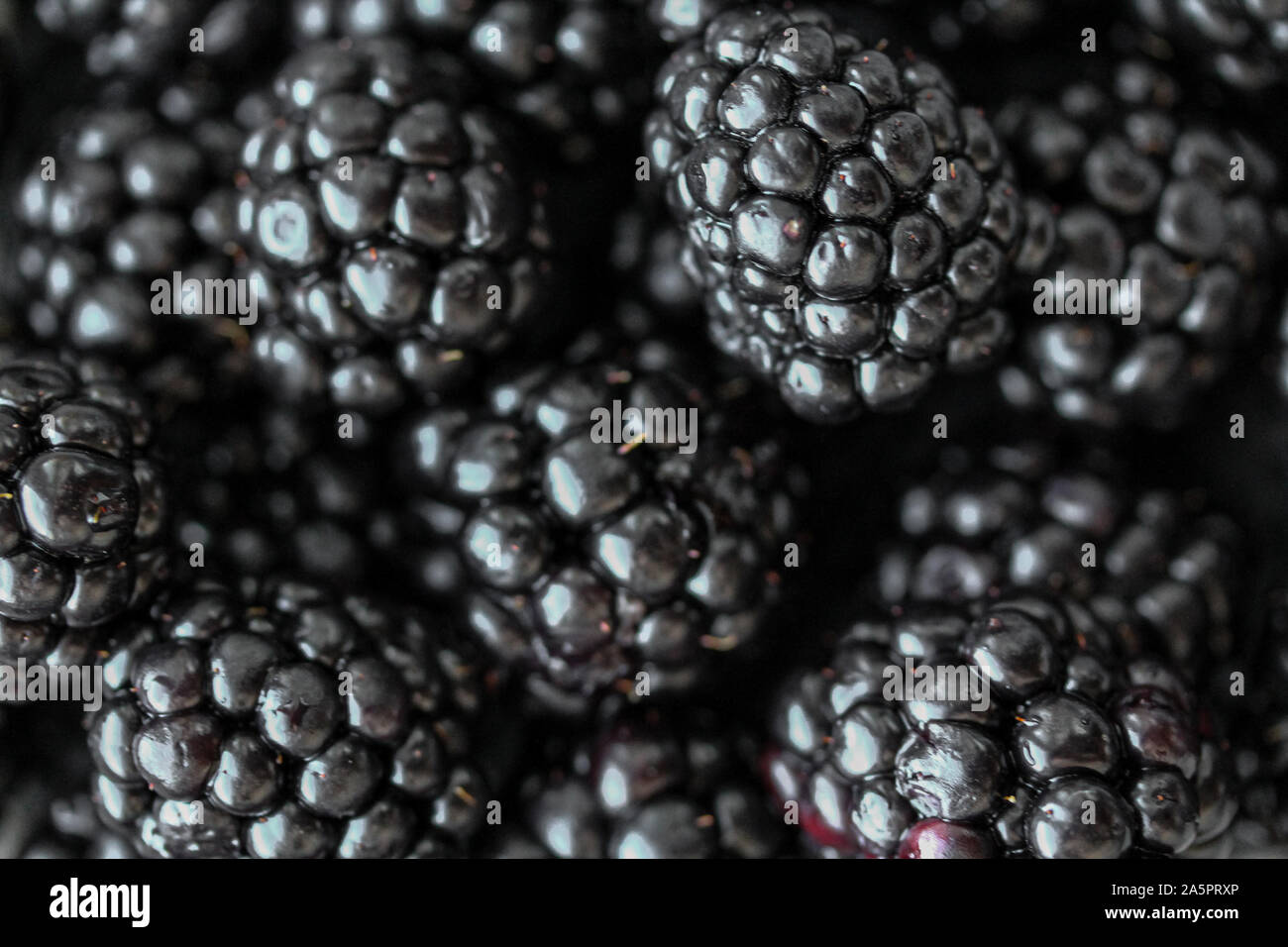 Background with fresh blackberry closeup. Blackberry macro photography. Organic berries of black color. Template for banner, menu, food label, organic Stock Photo