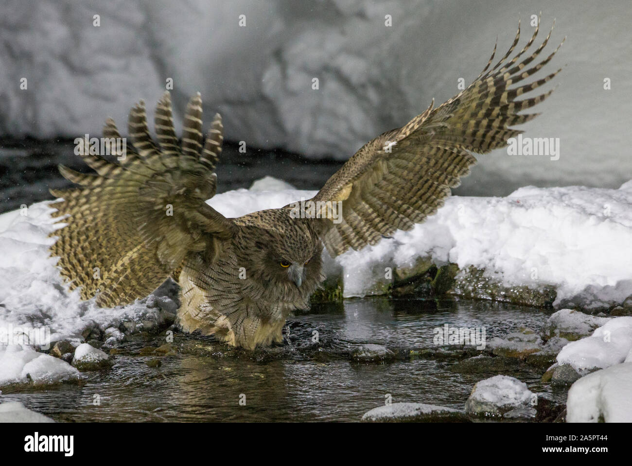 Blakistons fish owl hunting Stock Photo