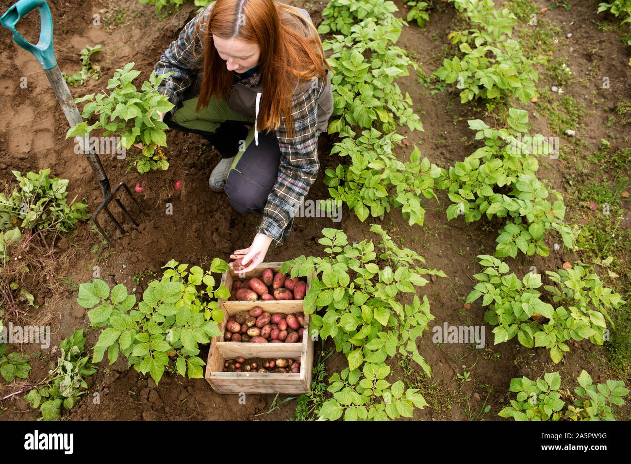 Woman digging potatoes Stock Photo - Alamy