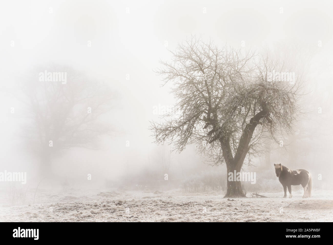 Horse in misty meadow Stock Photo