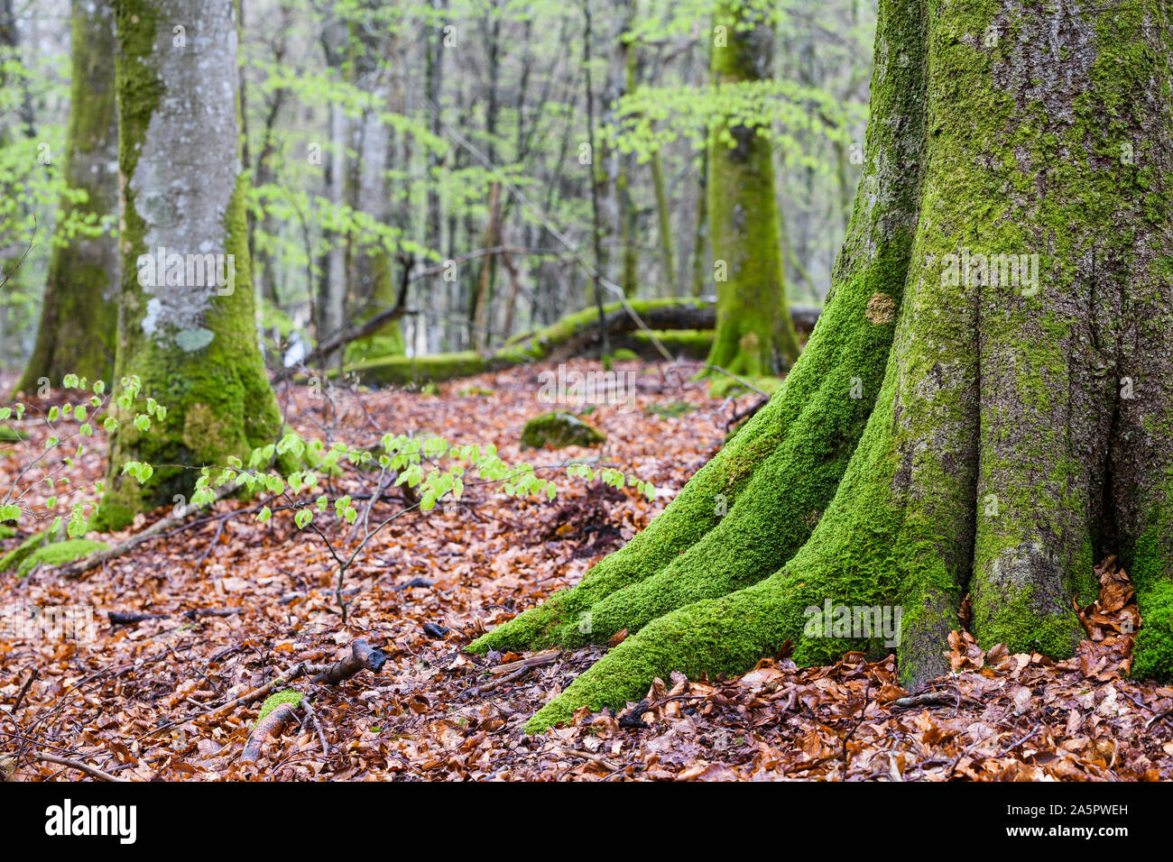 Old trees covered with moss Stock Photo