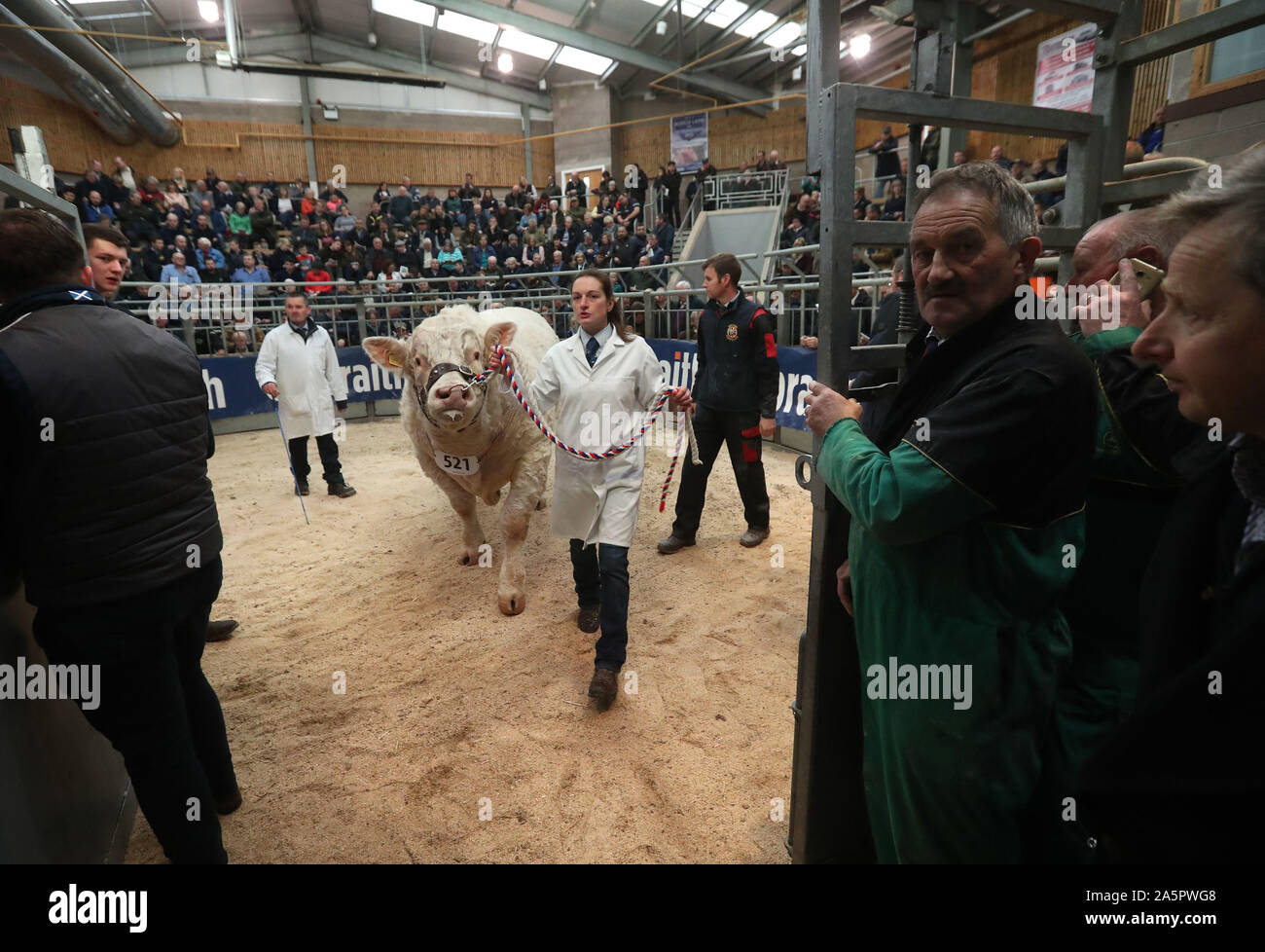 A Charolais bull leaves the sale ring at the Stirling bull sales at Stirling Agricultural Centre. PA Photo. Picture date: Tuesday October 22, 2019. See PA story ANIMALS Bulls. Photo credit should read: Andrew Milligan/PA Wire Stock Photo