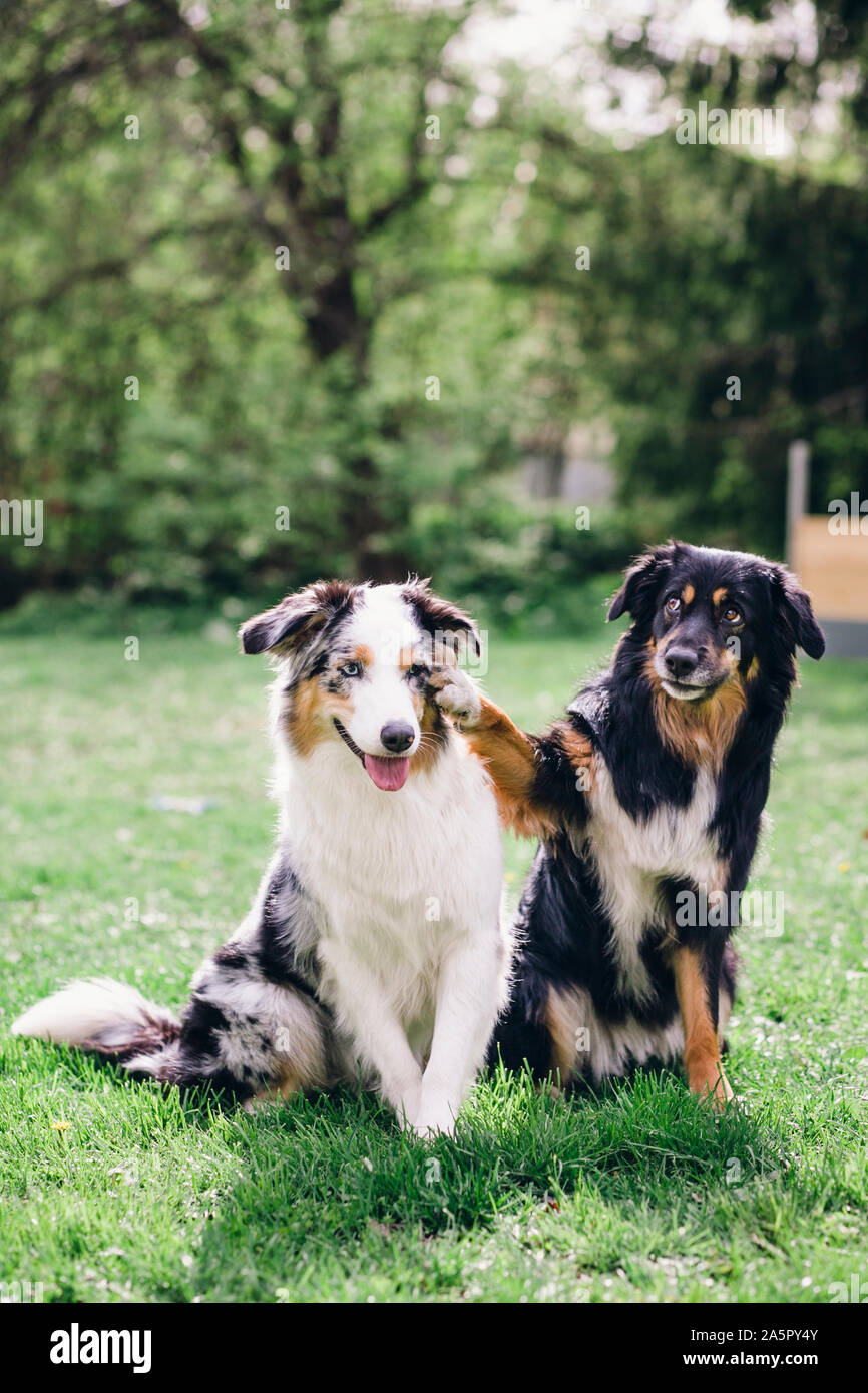 Foreground two dogs hi-res stock photography and images - Alamy