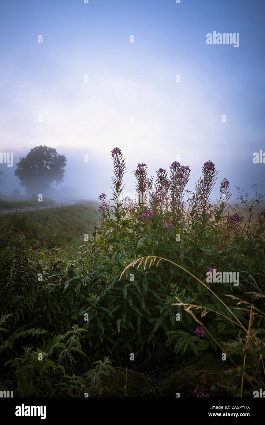 Foggy rural roadside scene hi-res stock photography and images - Alamy