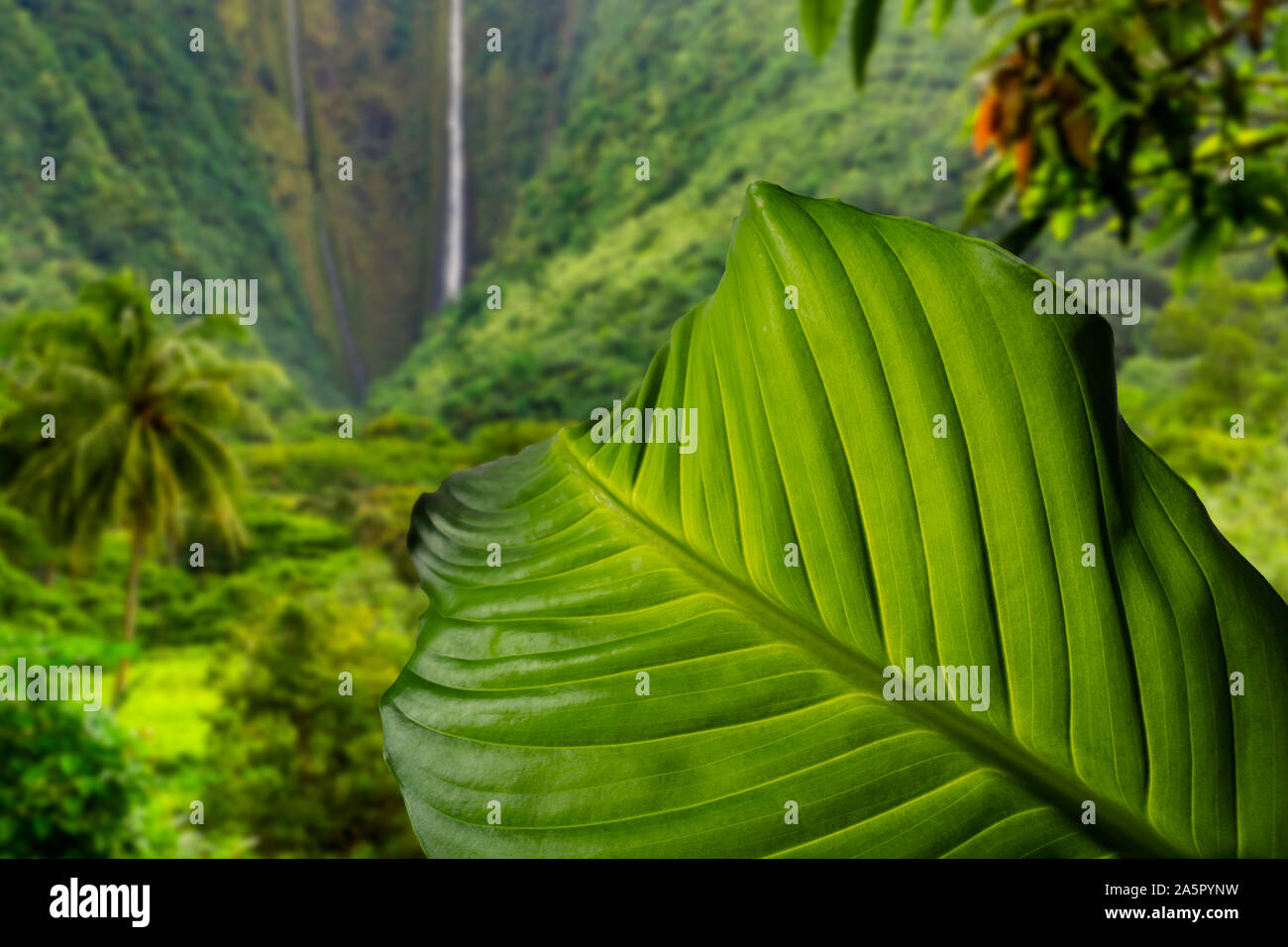 Large tropical leaf in lush valley with waterfall Stock Photo