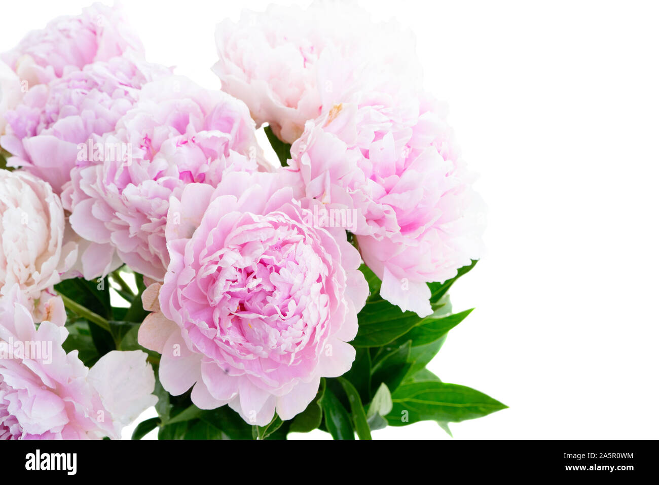 Fresh peony flowers isolated on white background Stock Photo Alamy
