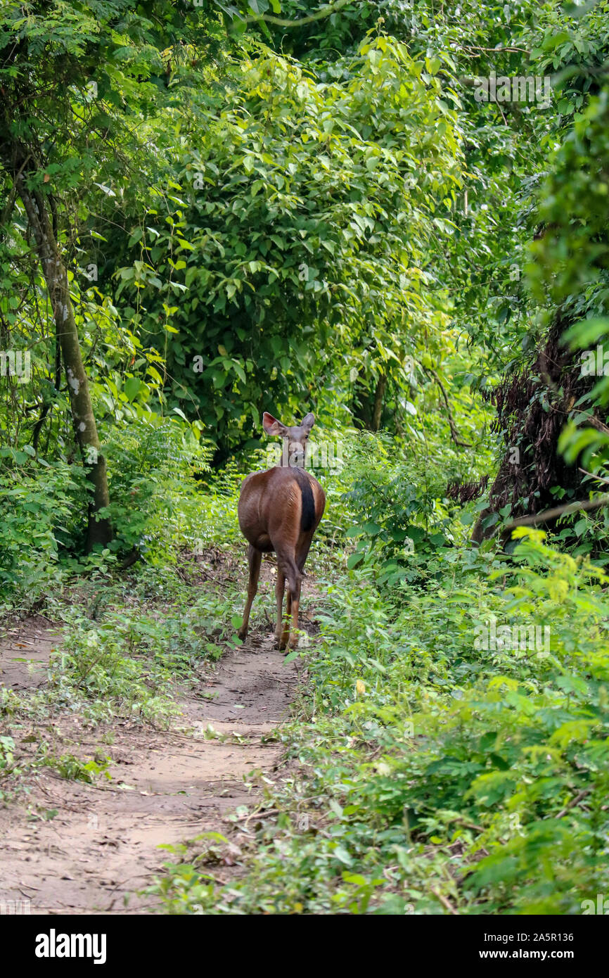 Deer hiding in the wild landscape of the Chitwan National Park, Nepal Stock Photo
