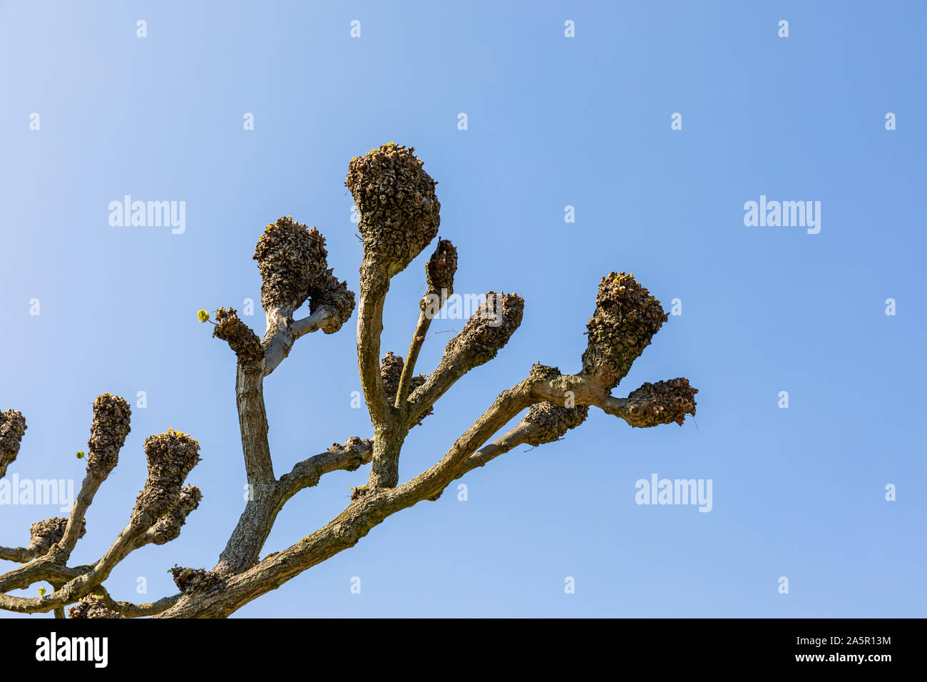 Pollarded tree hi-res stock photography and images - Alamy
