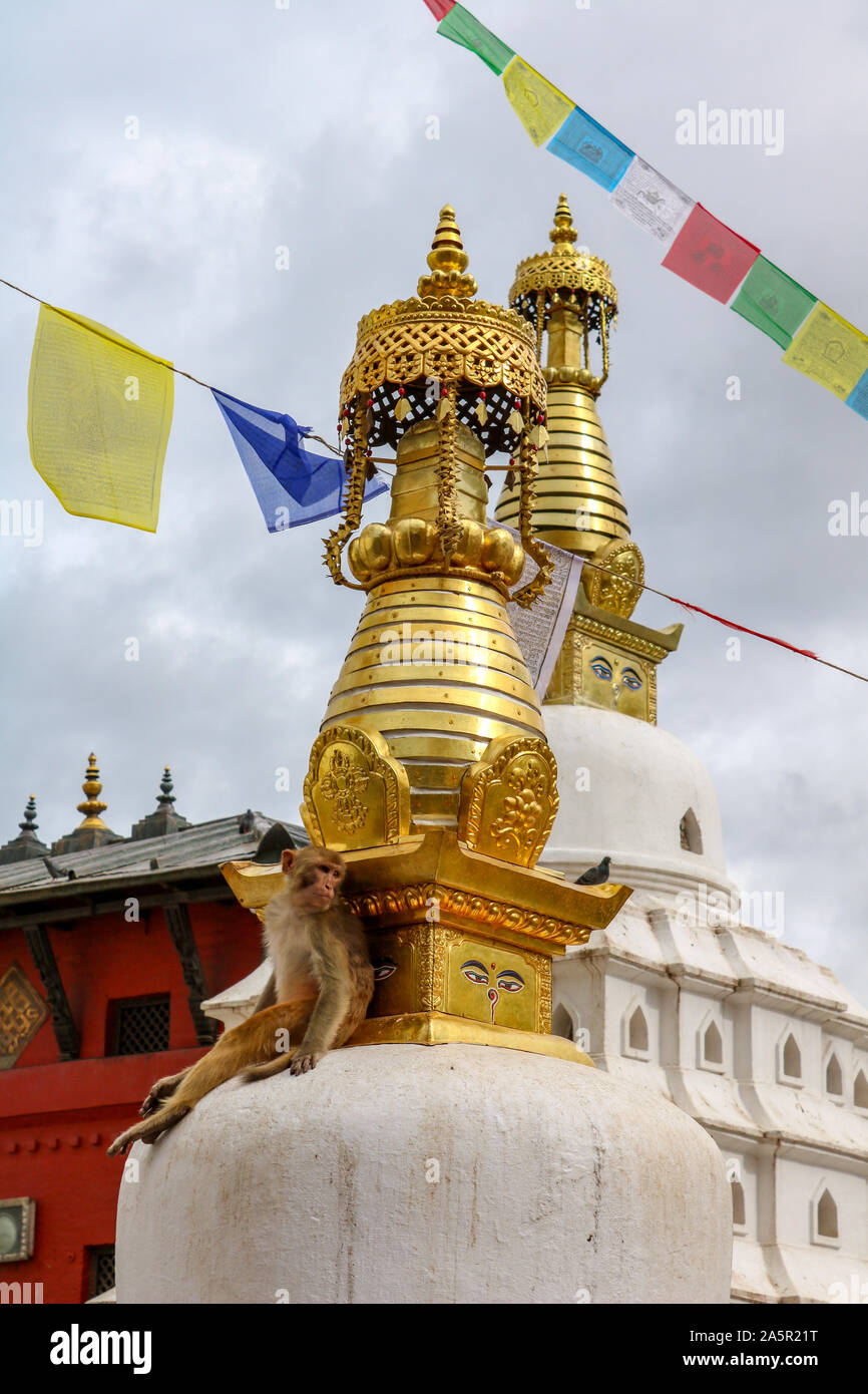 Monkey sitting at Swayambhunath, the monkey temple, with prayer flags, Kathmandu, Nepal Stock Photo