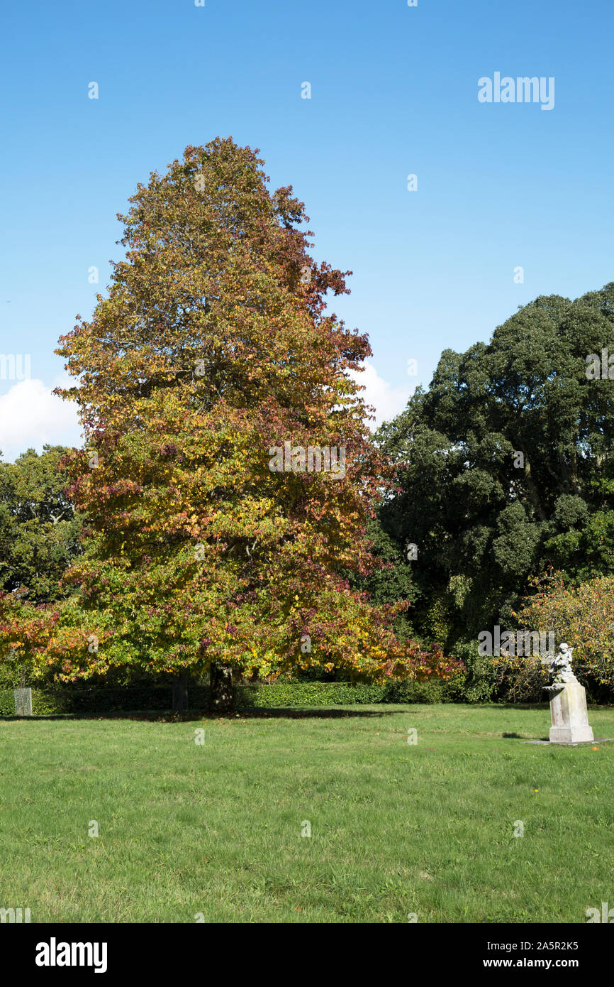 Deciduous Trees turning colour in the Autumn, Osborne House, Cowes, Isle of Wight, UK Stock Photo