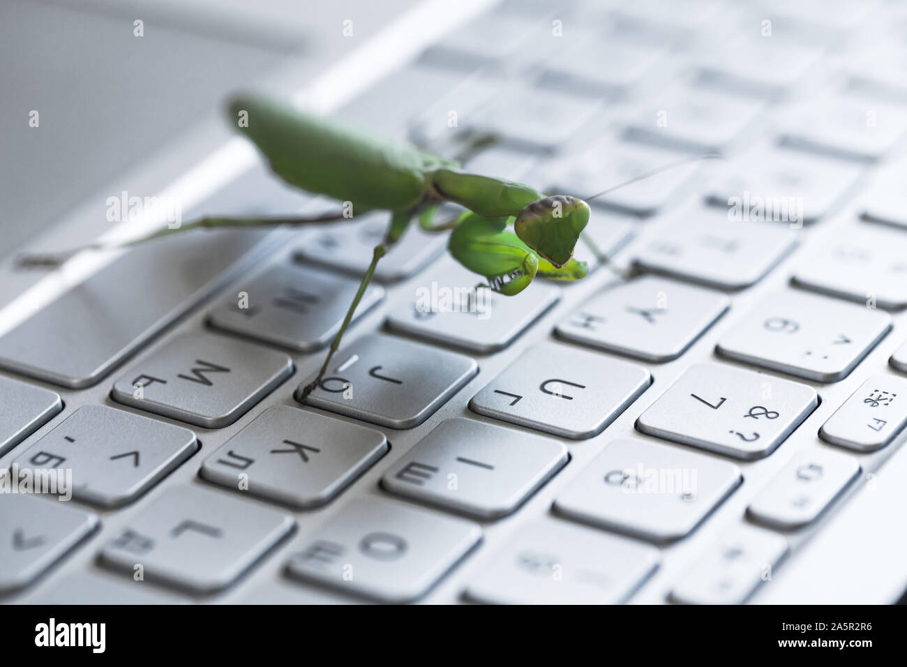 Computer bug metaphor, green mantis walks on shiny metallic laptop keyboard with English and Russian letters Stock Photo