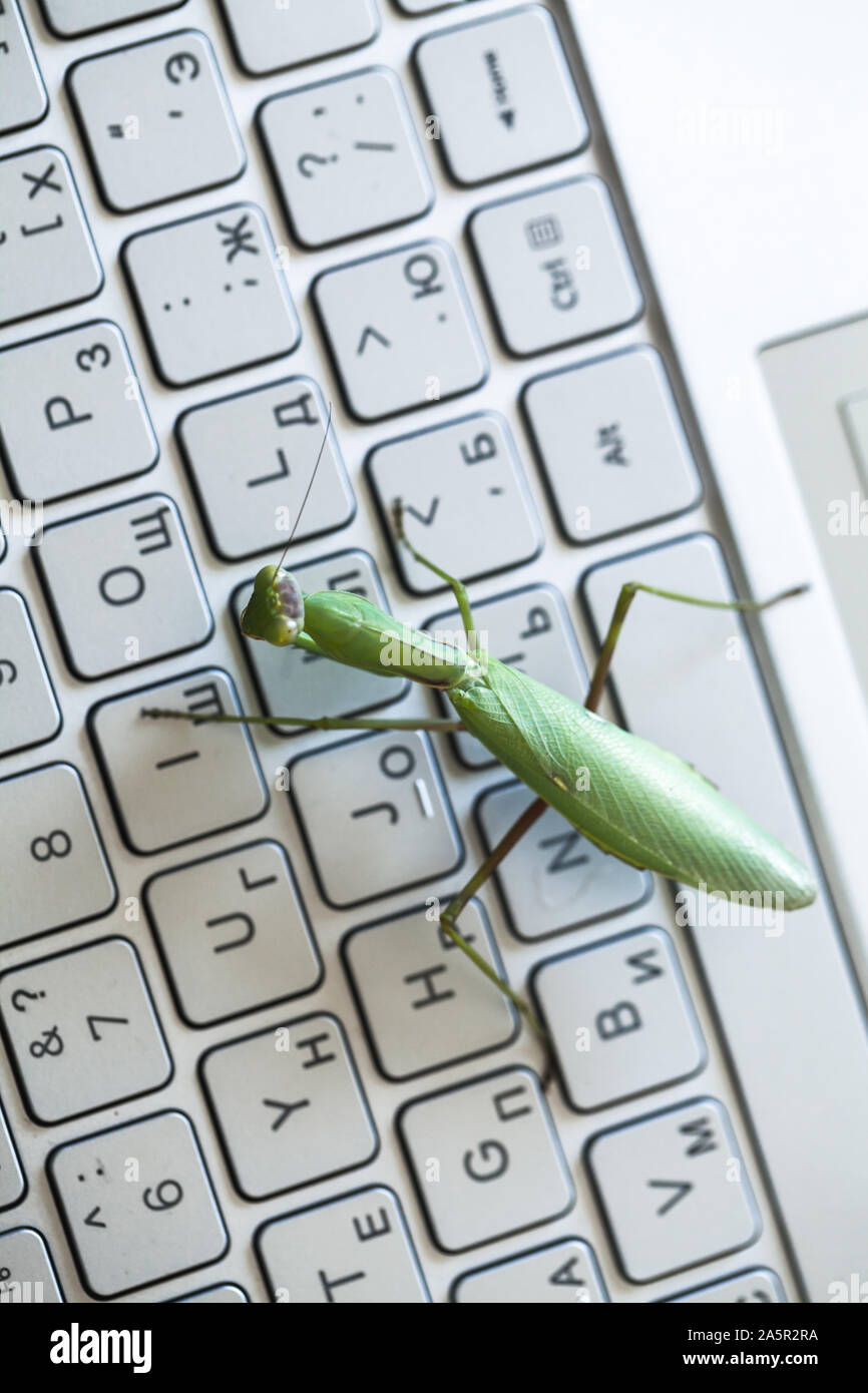 Computer bug metaphor, mantis is on a laptop keyboard with English and Russian letters, vertical photo, top view Stock Photo