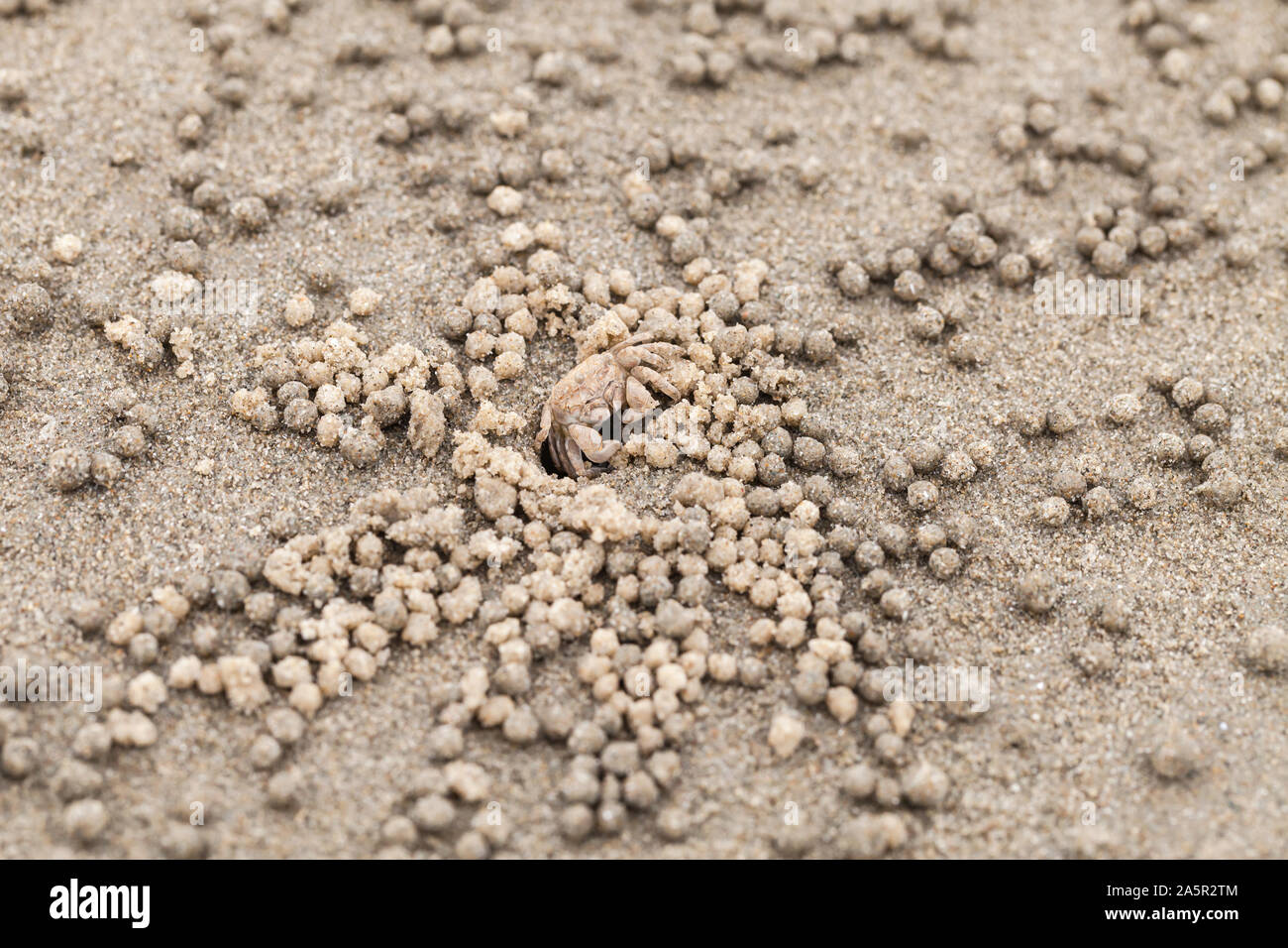 Sand bubbler crab and balls of sand Stock Photo Alamy