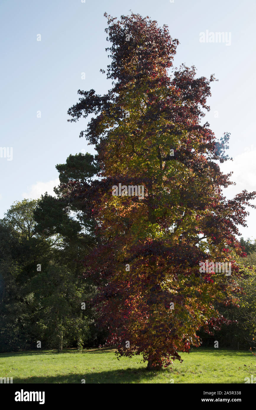 Deciduous Trees turning colour in the Autumn, Osborne House, Cowes, Isle of Wight, UK Stock Photo