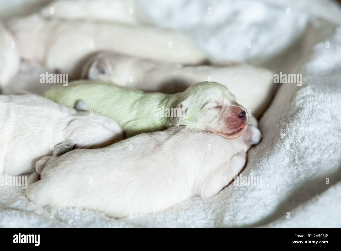 Mint green hotsell golden retriever