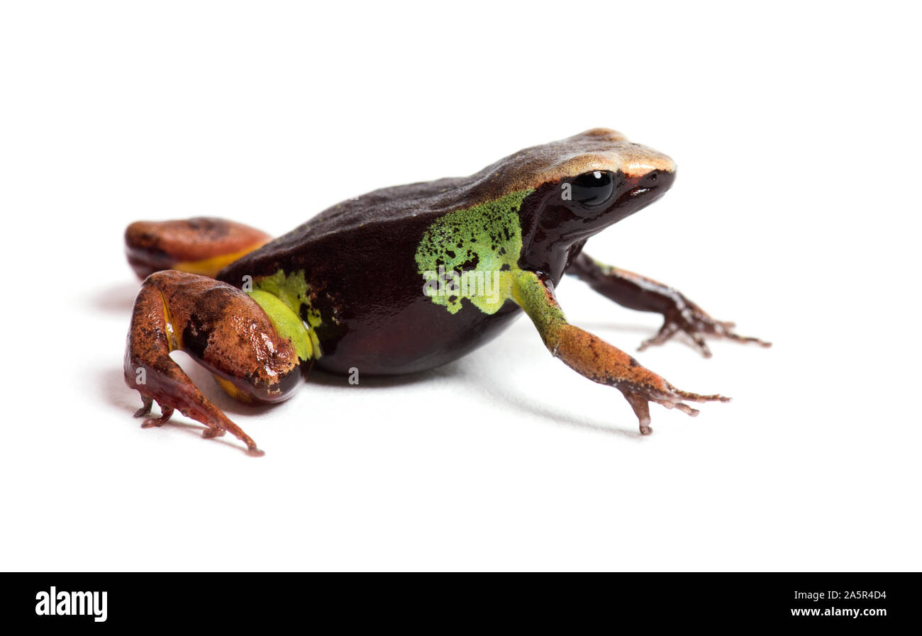 Beautiful mantella, Mantella pulchra, in front of white background Stock Photo