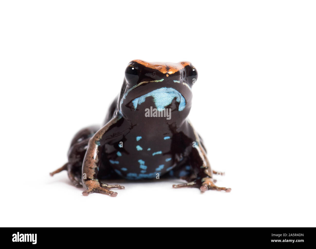 Brown mantella, Mantella betsileo, in front of white background Stock Photo