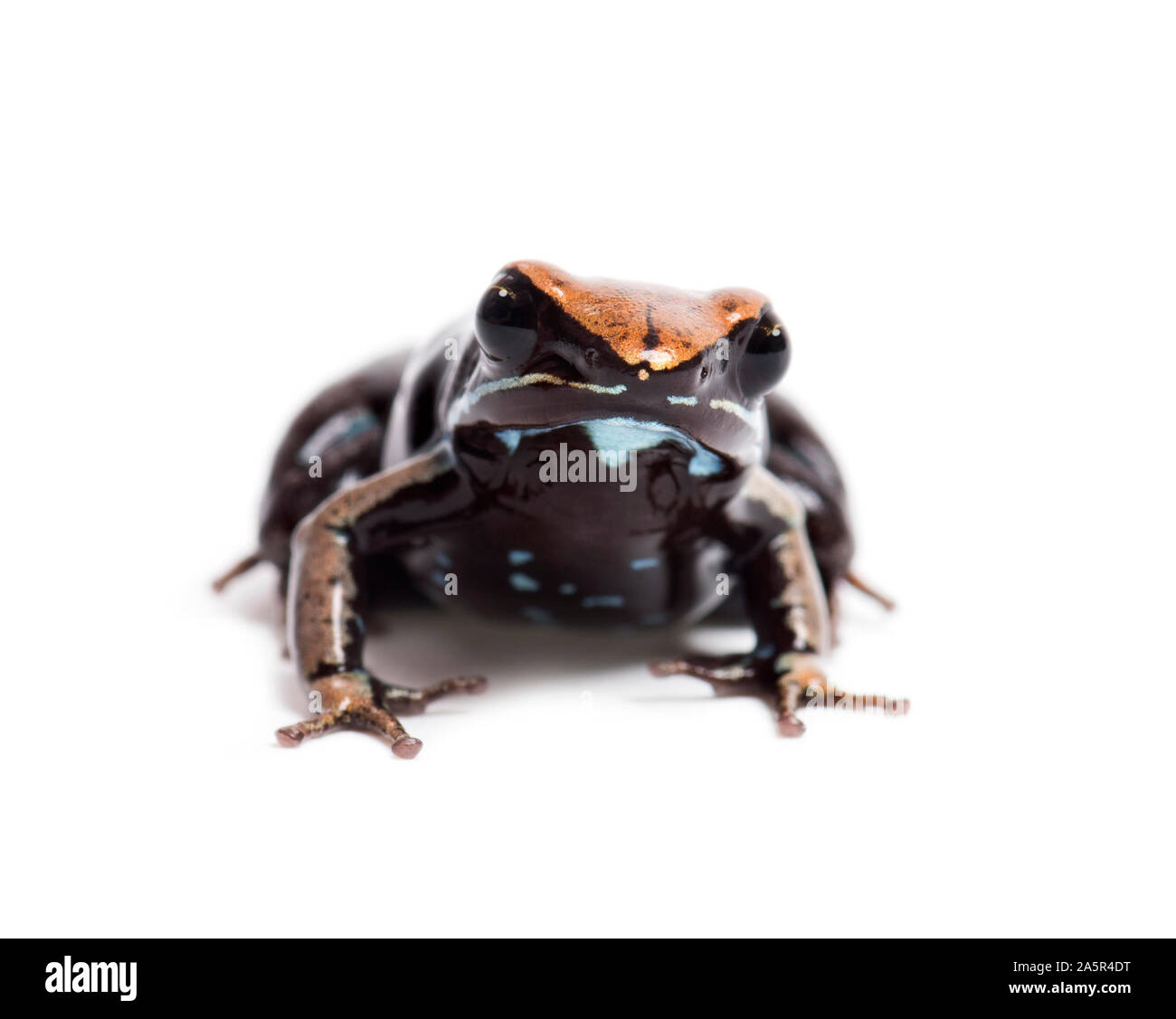 Brown mantella, Mantella betsileo, in front of white background Stock Photo
