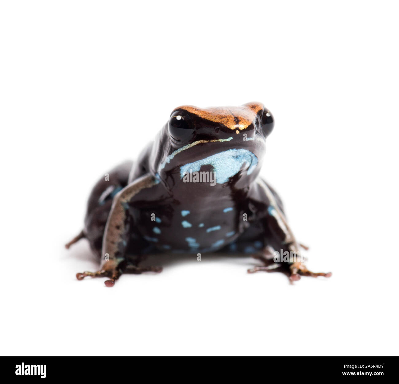 Brown mantella, Mantella betsileo, in front of white background Stock Photo