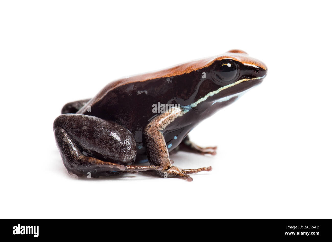Brown mantella, Mantella betsileo, in front of white background Stock Photo
