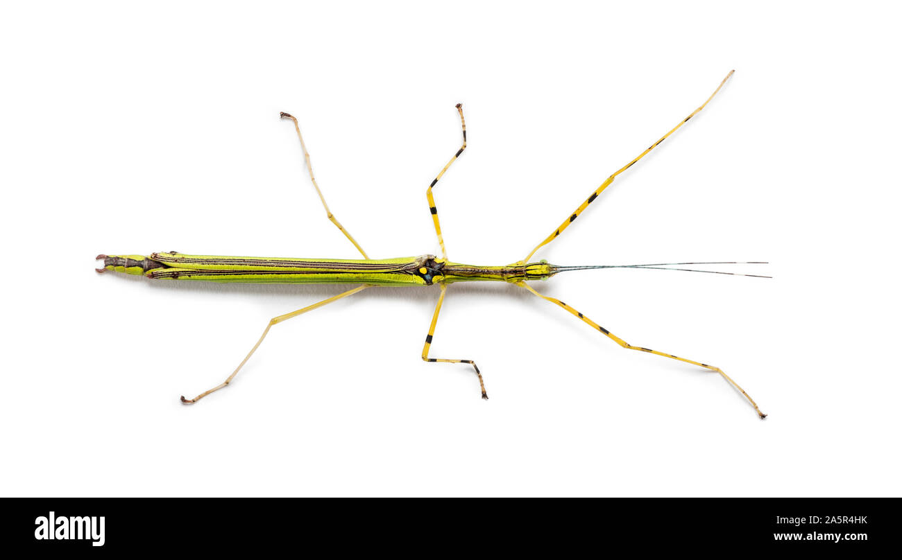 Yellow Flying Stick, Necroscia annulipes, phasma, in front of white background Stock Photo