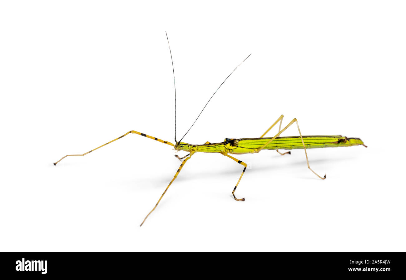 Yellow Flying Stick, Necroscia annulipes, phasma, in front of white background Stock Photo