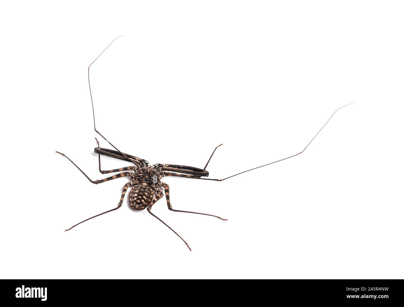 damon-diadema-is-a-species-of-amblypygid-sometimes-known-as-the