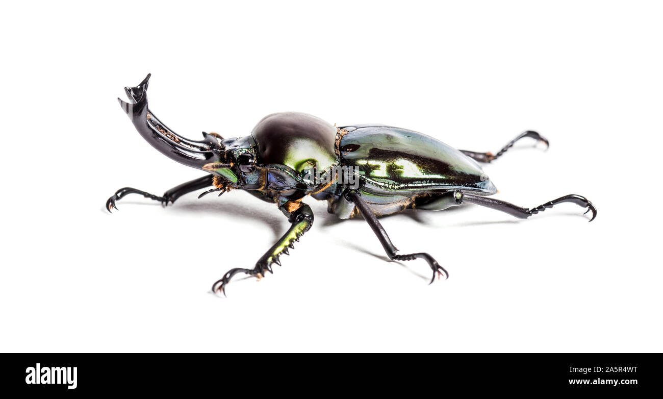 Rainbow stag beetle, Phalacrognathus muelleri, in front of white background Stock Photo