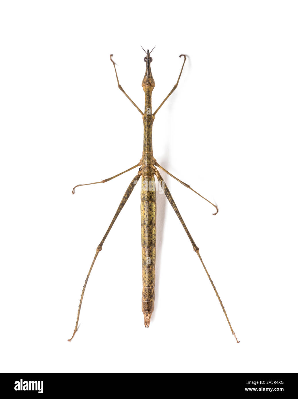 Horsehead Pseudoproscopia scabra, in front on white