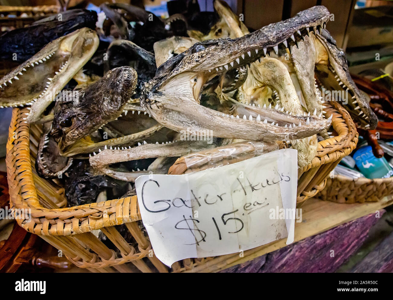 Reproduction alligator heads are displayed at The Tin Shed, Oct. 6, 2019, in Apalachicola, Florida. Stock Photo
