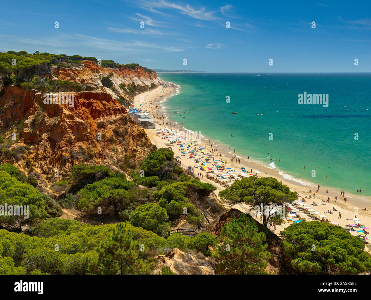 Pine trees pines algarve portugal hires stock photography and images
