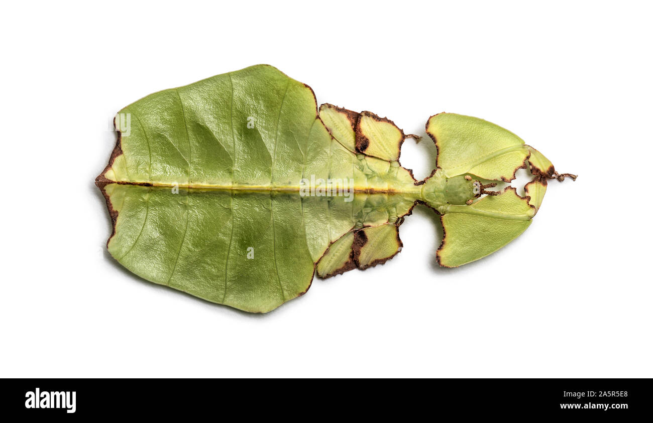 Leaf insect, Phyllium giganteum, in front of white background Stock Photo