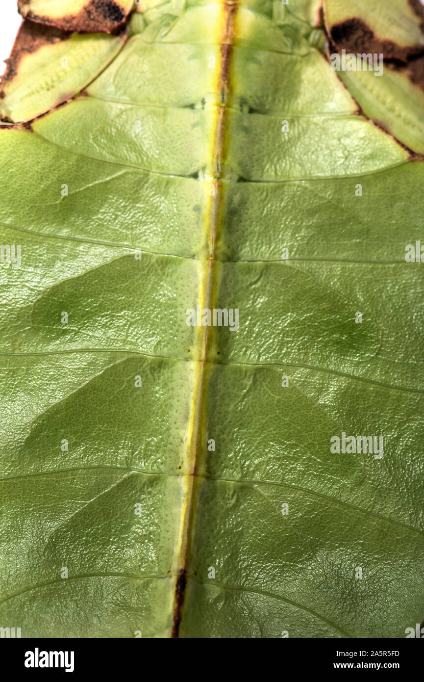 Close up of Leaf insect, Phyllium giganteum Stock Photo