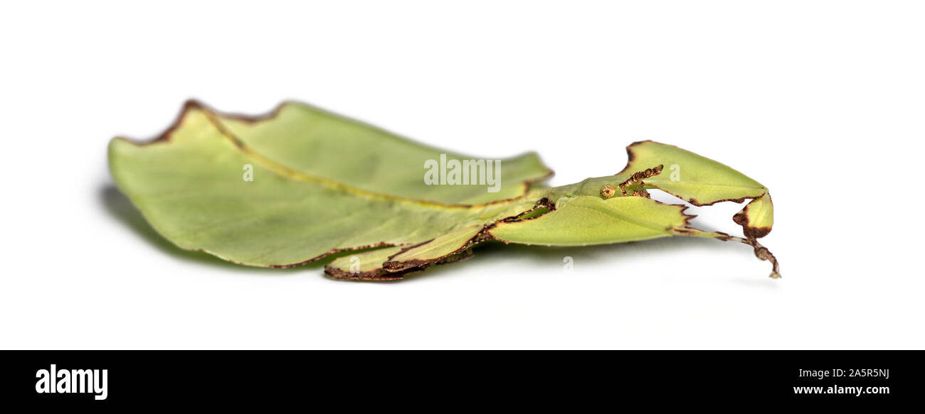 Leaf insect, Phyllium giganteum, in front of white background Stock Photo