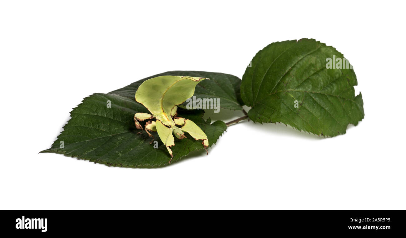 Leaf insect, Phyllium giganteum, on leaf  in front of white background Stock Photo