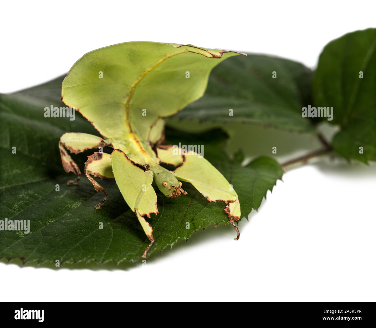 Leaf insect, Phyllium giganteum, on leaf in front of white background Stock Photo