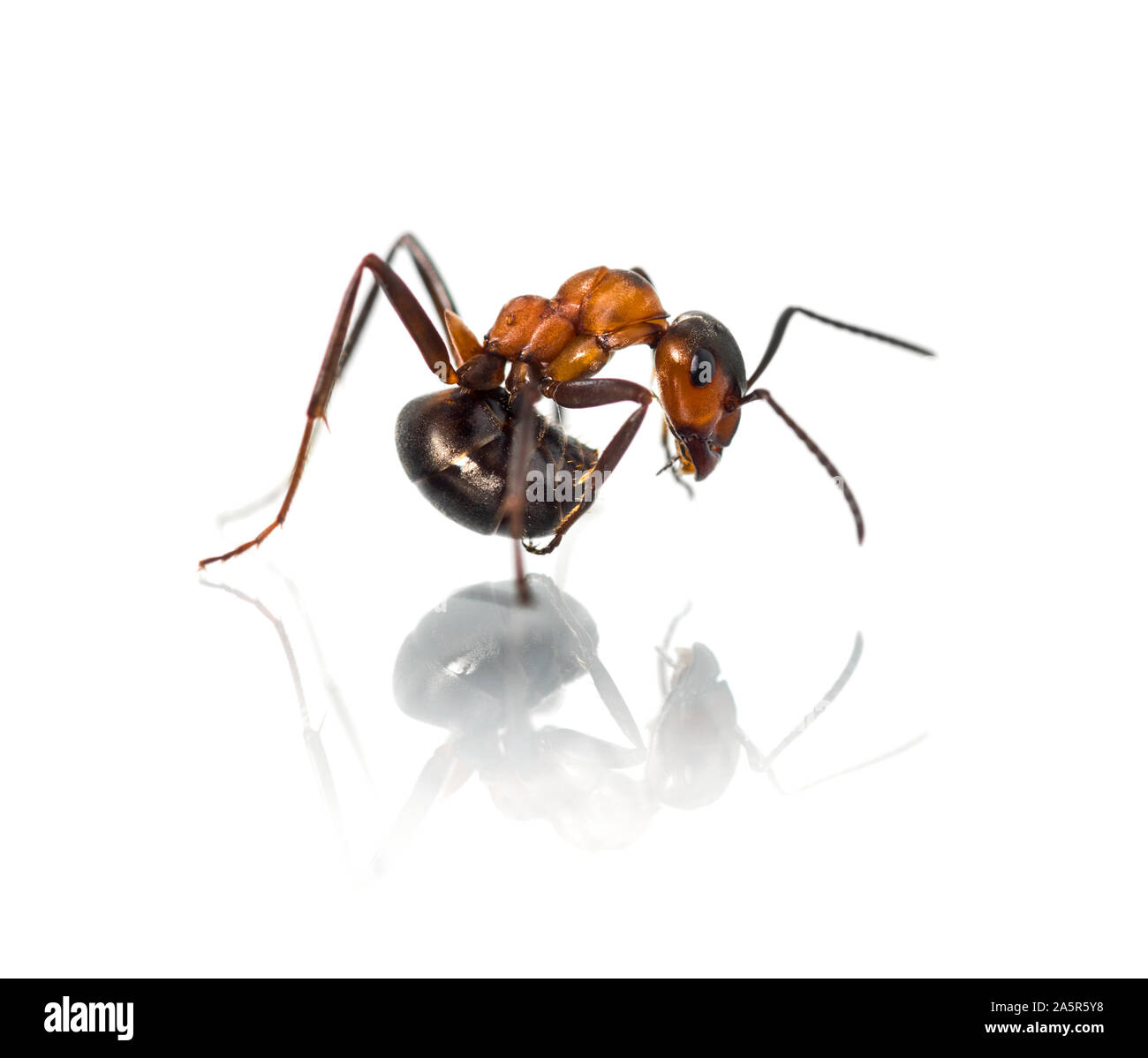European red wood ant, Formica polyctena, against white background Stock Photo