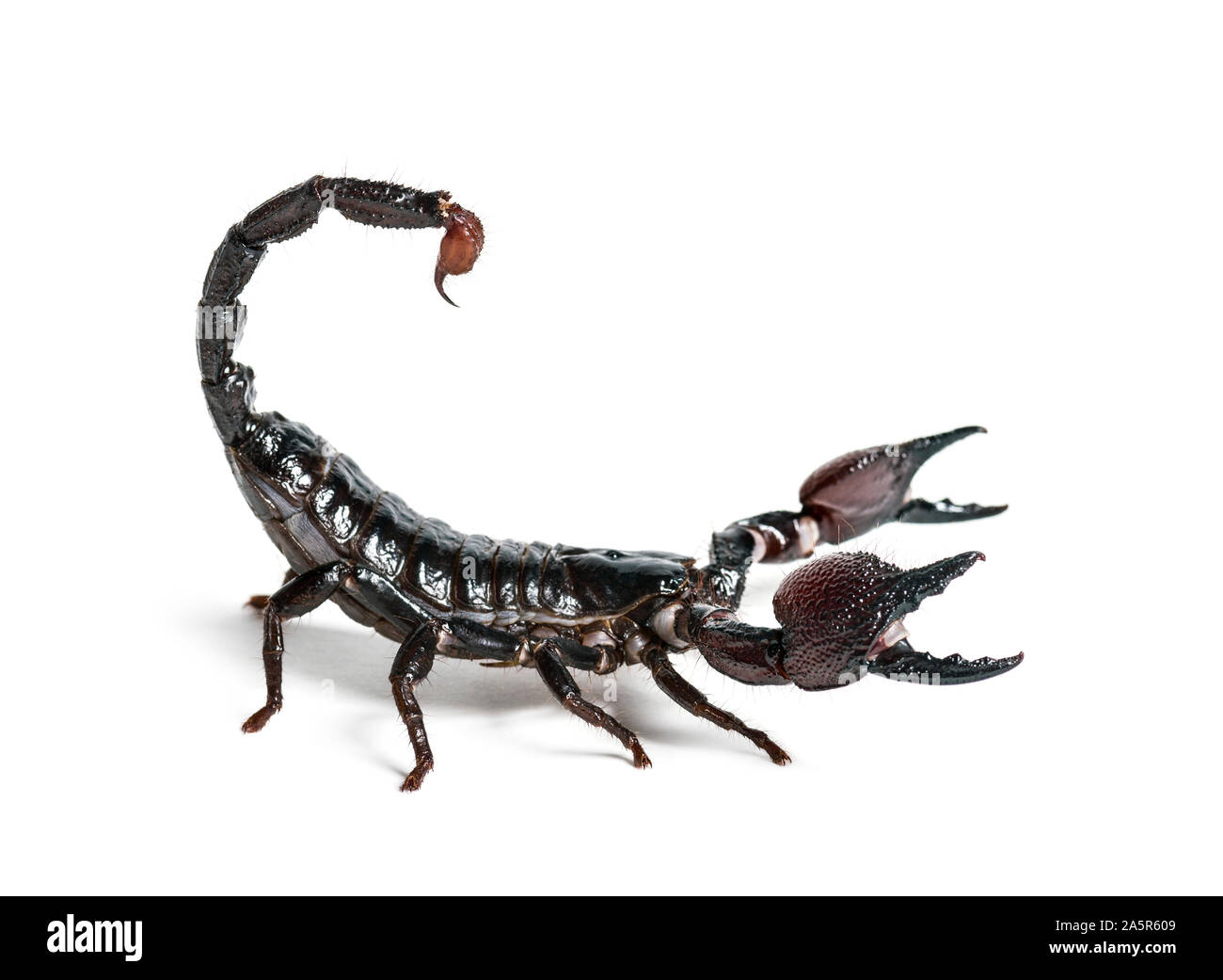 Emperor Scorpion Pandinus Imperator In Front Of White Background