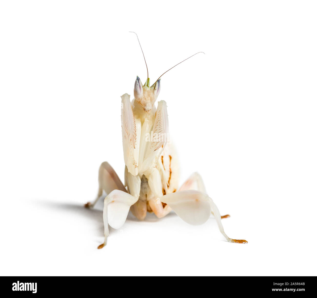 Young orchid mantis, Hymenopus coronatus, in front of white background Stock Photo