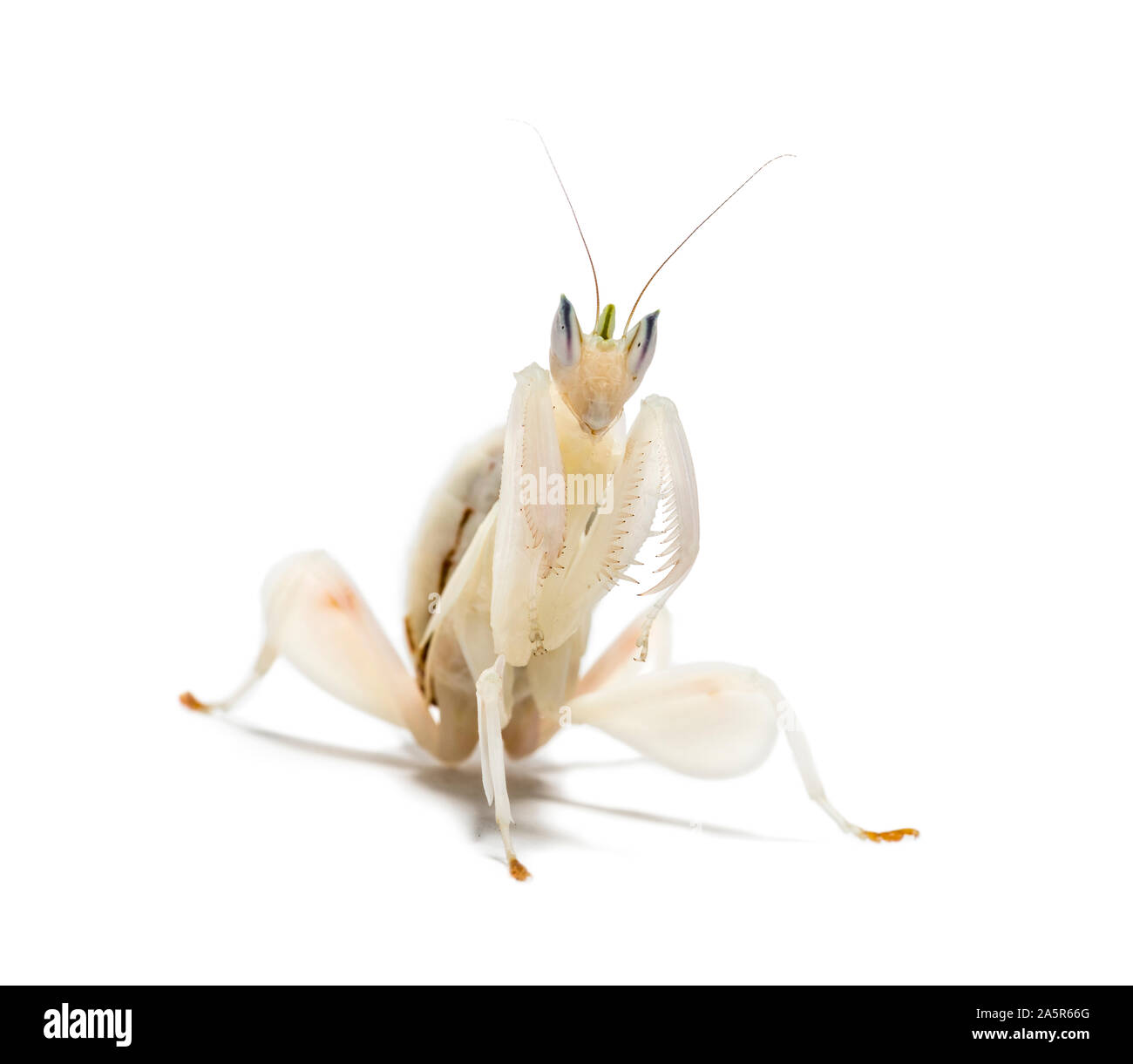 Young orchid mantis, Hymenopus coronatus, in front of white background Stock Photo