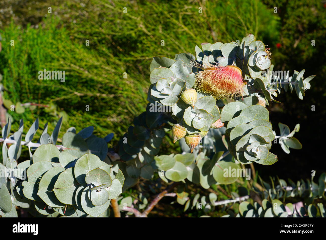 View of a Rose Mallee eucalyptus flower in Australia Stock Photo