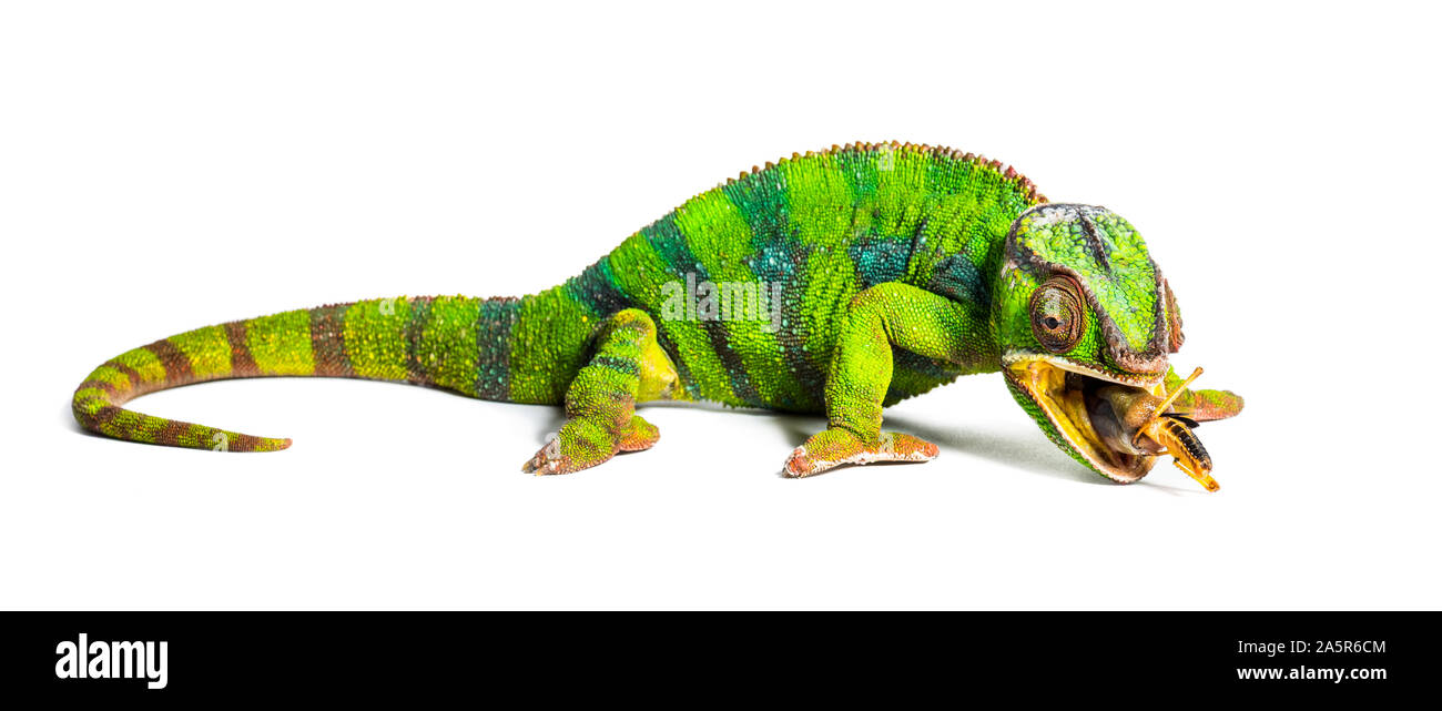 Panther chameleon, Furcifer pardalis, eating Migratory locust in front