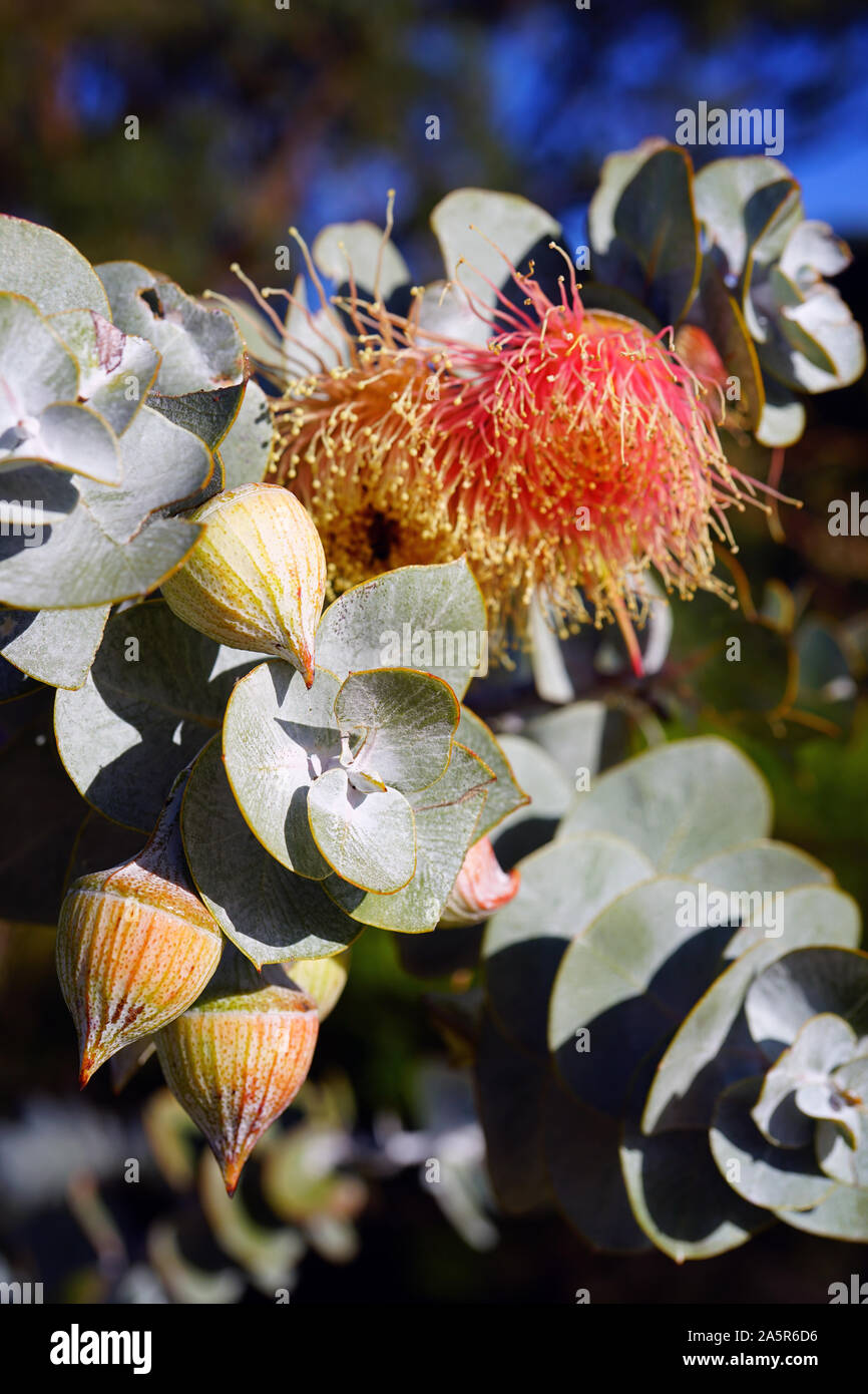 Rose mallee hires stock photography and images Alamy