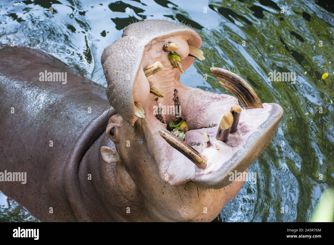 Close up of hippo or hippopotamus mouth open waiting for food