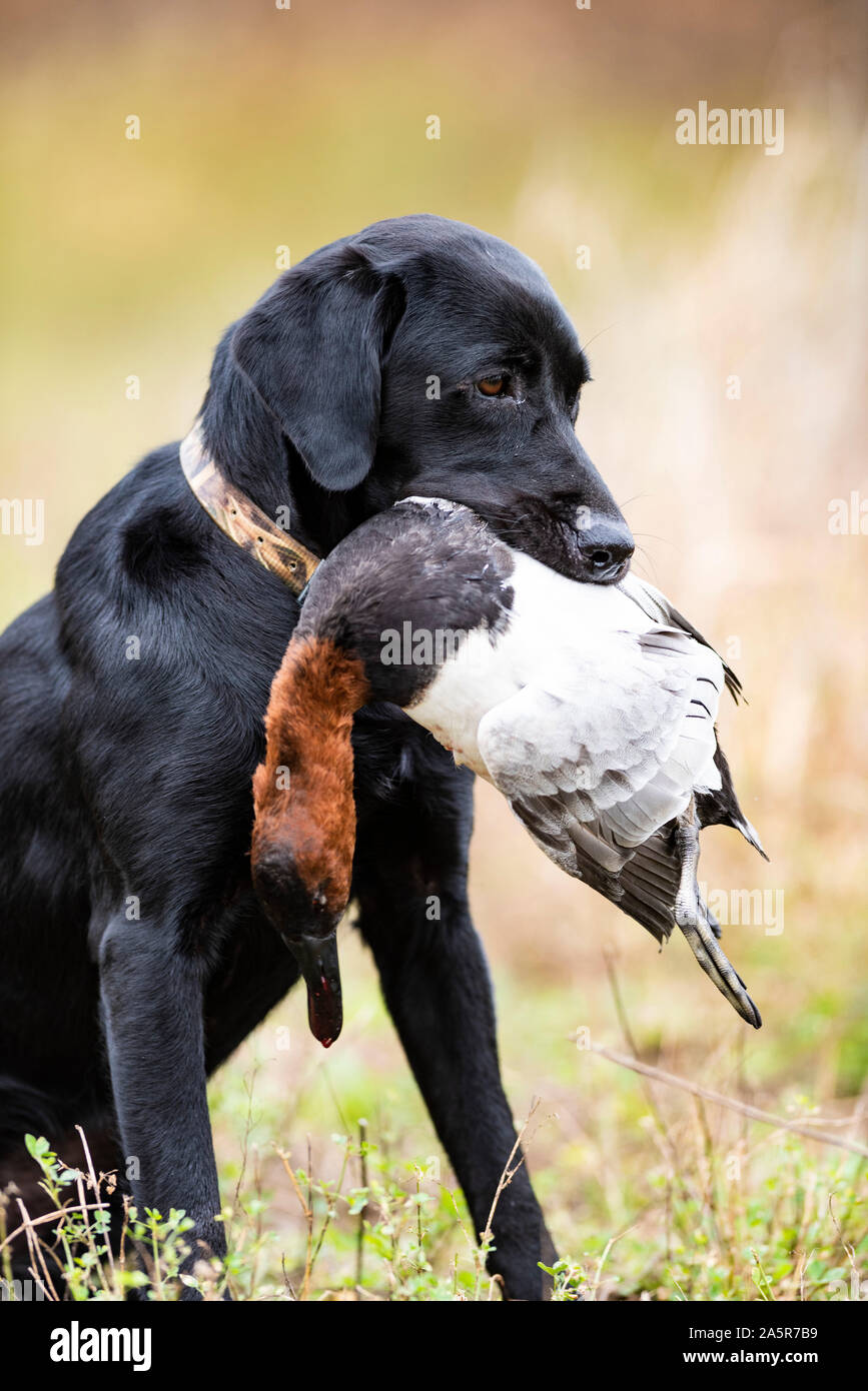 A Black Lab hunting dog with a Drake Canvasback Stock Photo Alamy