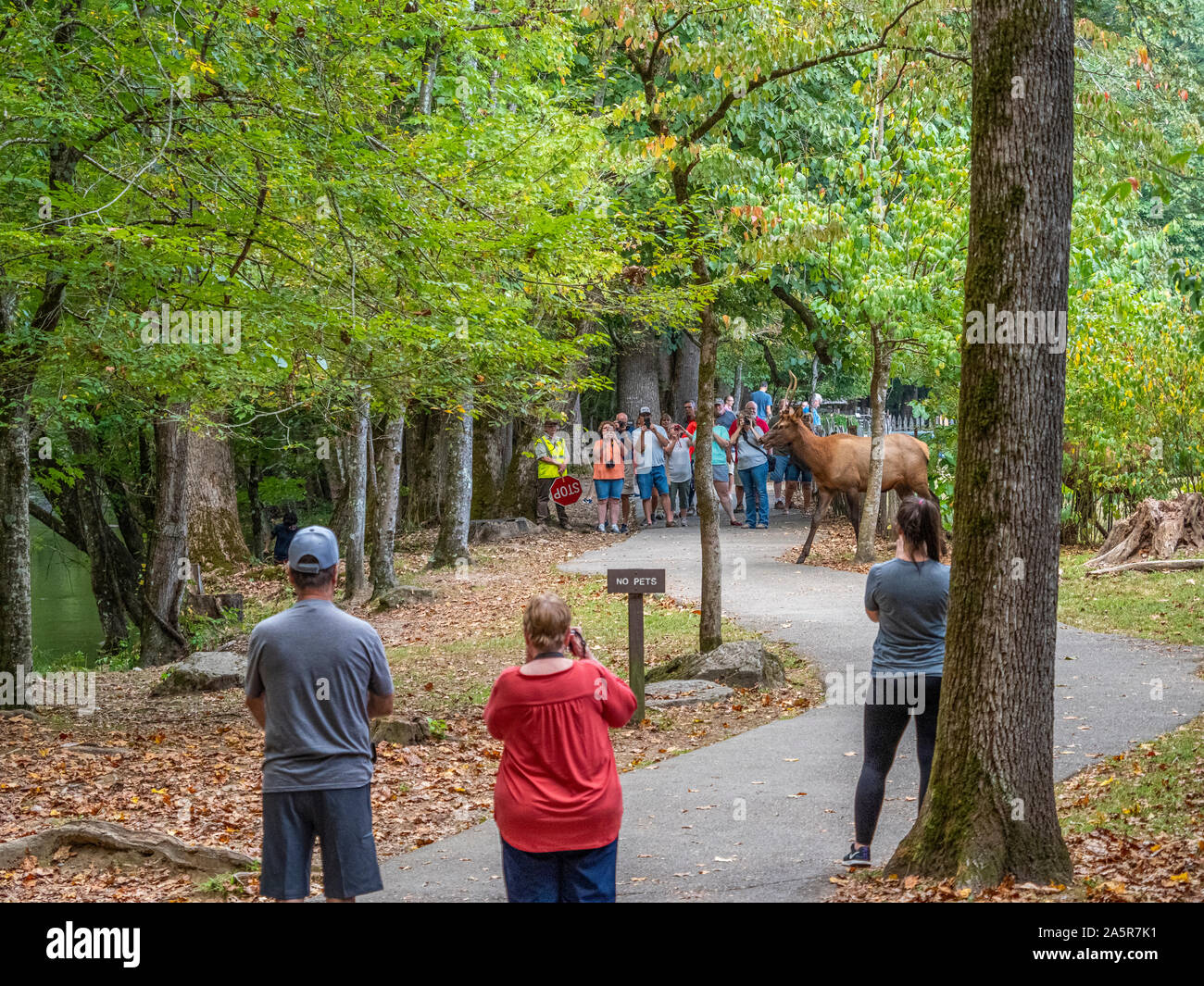 Elk at Oconaluftee Visitor Center in the Great Smoky Mountains National