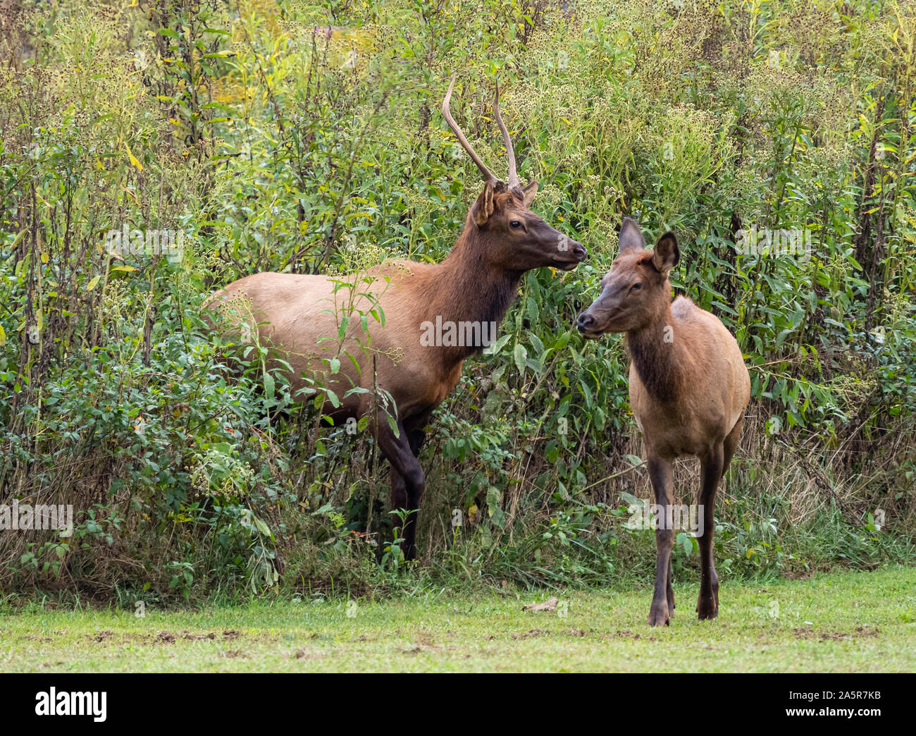 North carolina elk cherokee hires stock photography and images Alamy